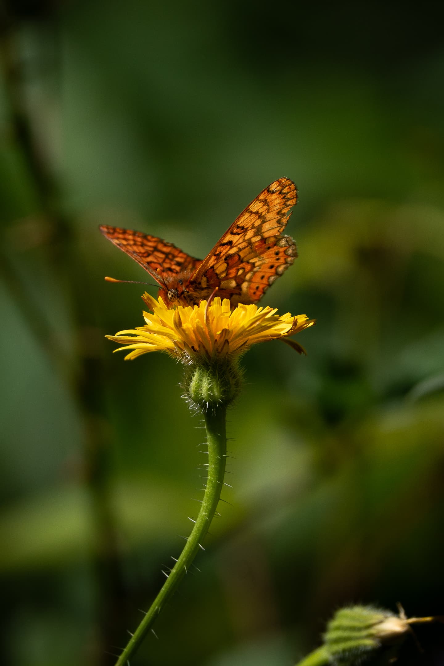 Mariposa