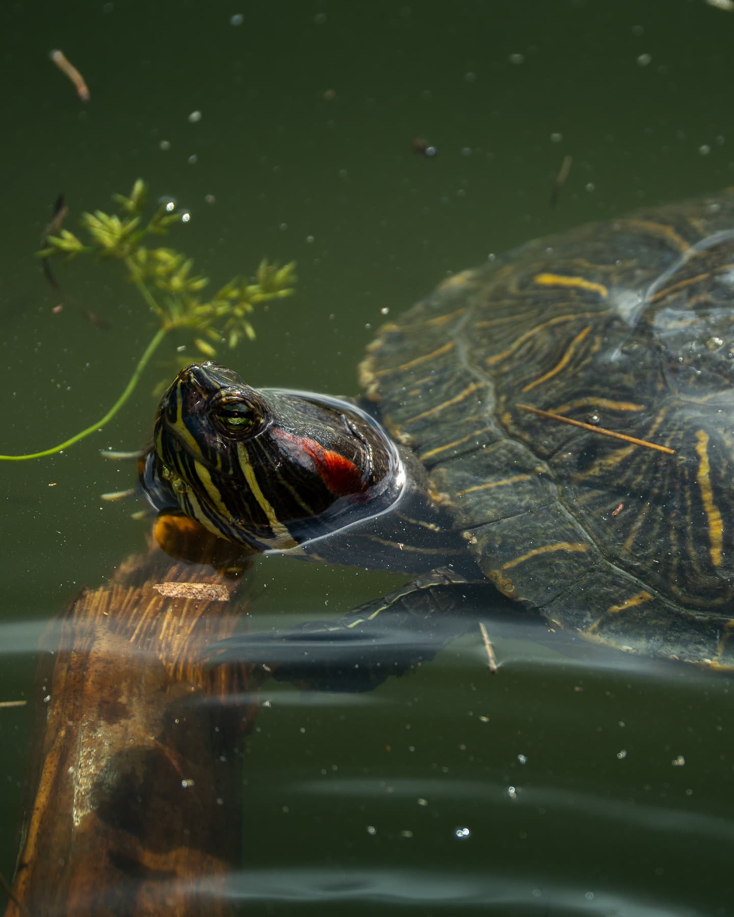 Tortuga