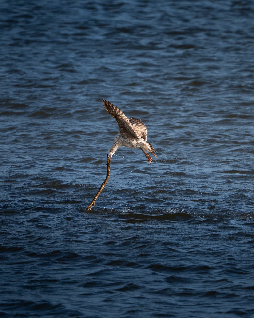 Gaviota