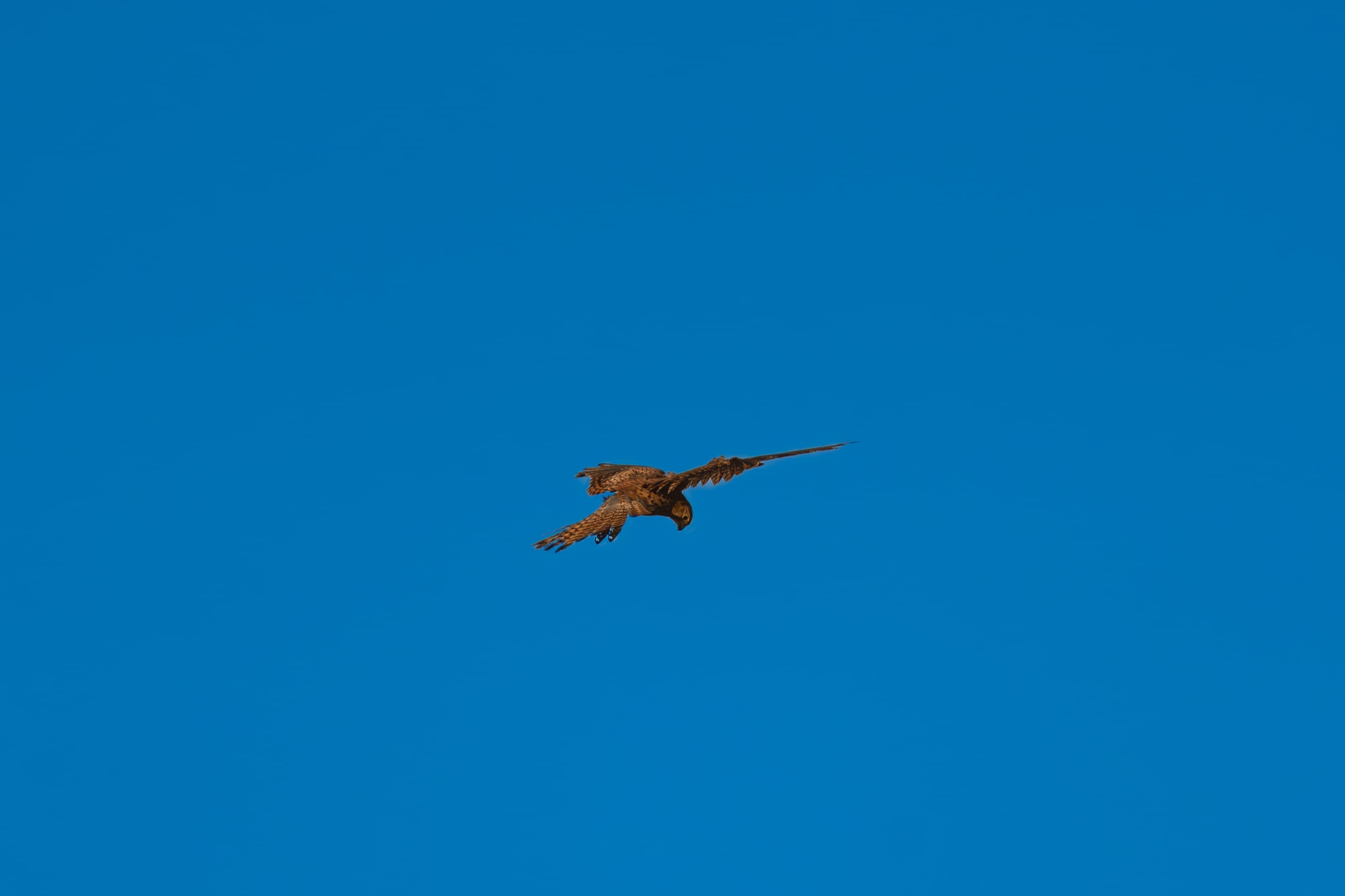 Common Kestrel