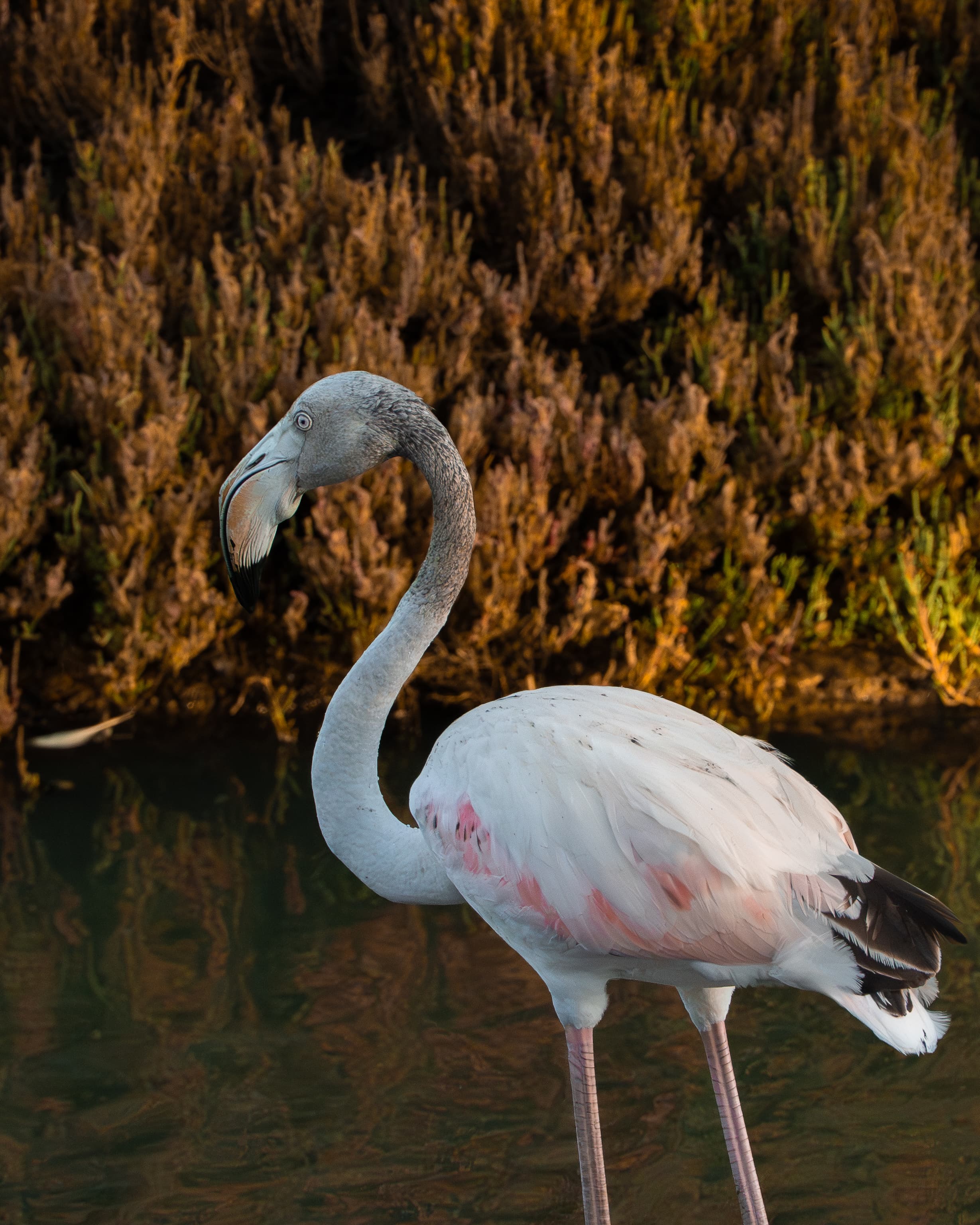 Greater Flamingo